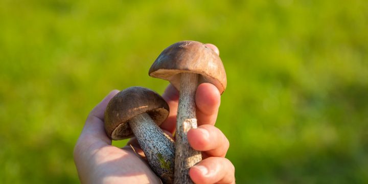 Отруєння грибами: профілактика і перша допомога